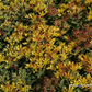 Sedum floriferum 'Weihenstephaner Gold'