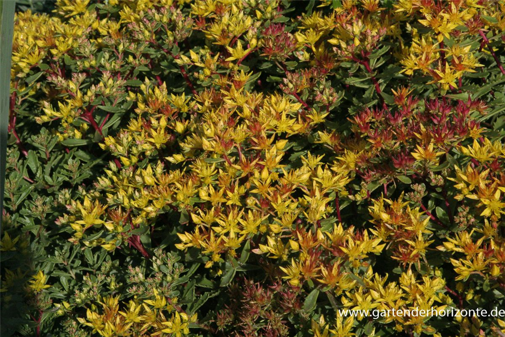 Sedum floriferum 'Weihenstephaner Gold'