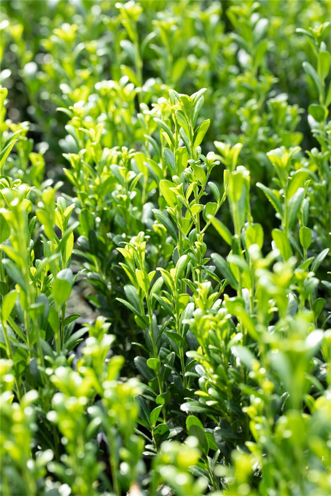 Säulen-Berg-Ilex 'Fastigiata'