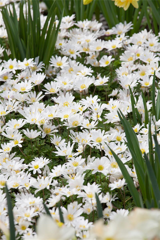 Garten-Strahlen-Windröschen 'White Splendour'