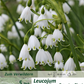 Sommer-Knotenblume 'Gravety Giant'