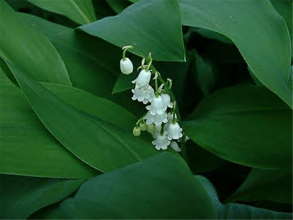 Convallaria majalis 'Grandiflora'