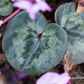 Cyclamen coum 'Cyberia Dark Rose'