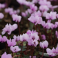 Cyclamen coum 'Cyberia Dark Rose'