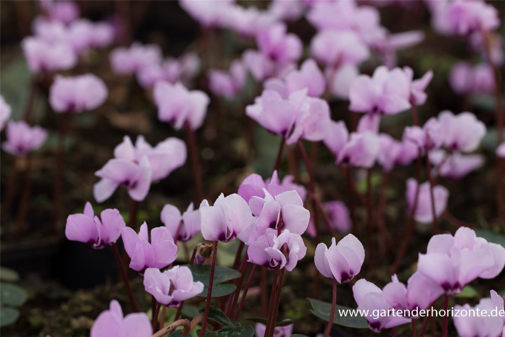 Cyclamen coum 'Cyberia Dark Rose'