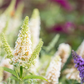 Schmetterlingsflieder BUZZ™ 'Ivory'