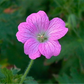 Geranium endressii