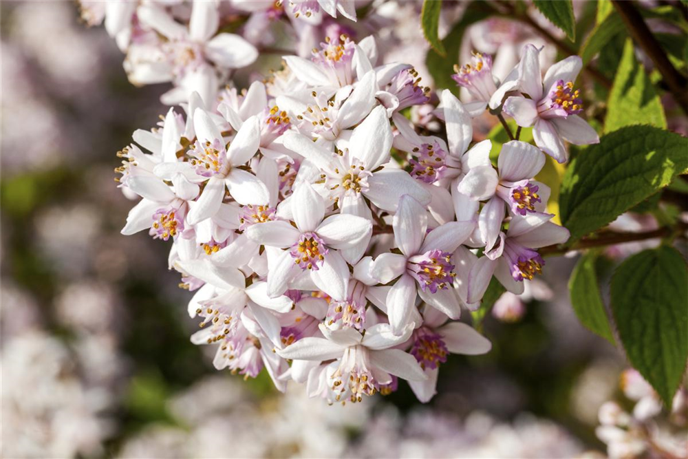 Deutzie 'Yuki Cherry Blossom'®