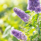 Schmetterlingsfieder BUZZ™ 'Sky Blue'®