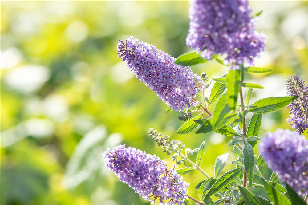 Schmetterlingsfieder BUZZ™ 'Sky Blue'®