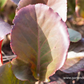 Bergenia cordifolia 'Pinneberg'