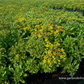 Sedum floriferum 'Weihenstephaner Gold'