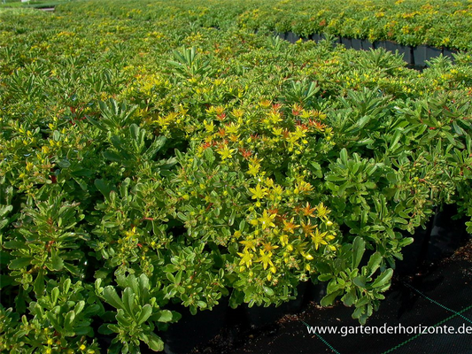 Sedum floriferum 'Weihenstephaner Gold'