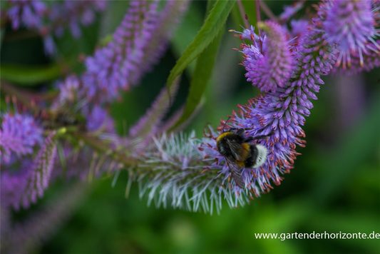 Asiatischer Kandelaberehrenpreis 'Apollo'