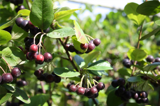 Schwarze Apfelbeere 'Nero'