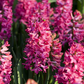 Hyazinthe 'Jan Bos'