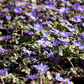 Garten-Strahlen-Windröschen 'Blue Shades'