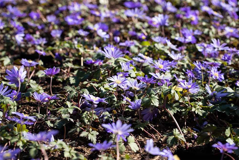 Garten-Strahlen-Windröschen 'Blue Shades'