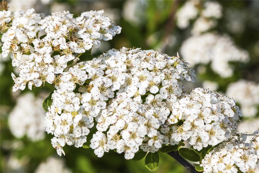 Strauchspiere 'Snowmound'