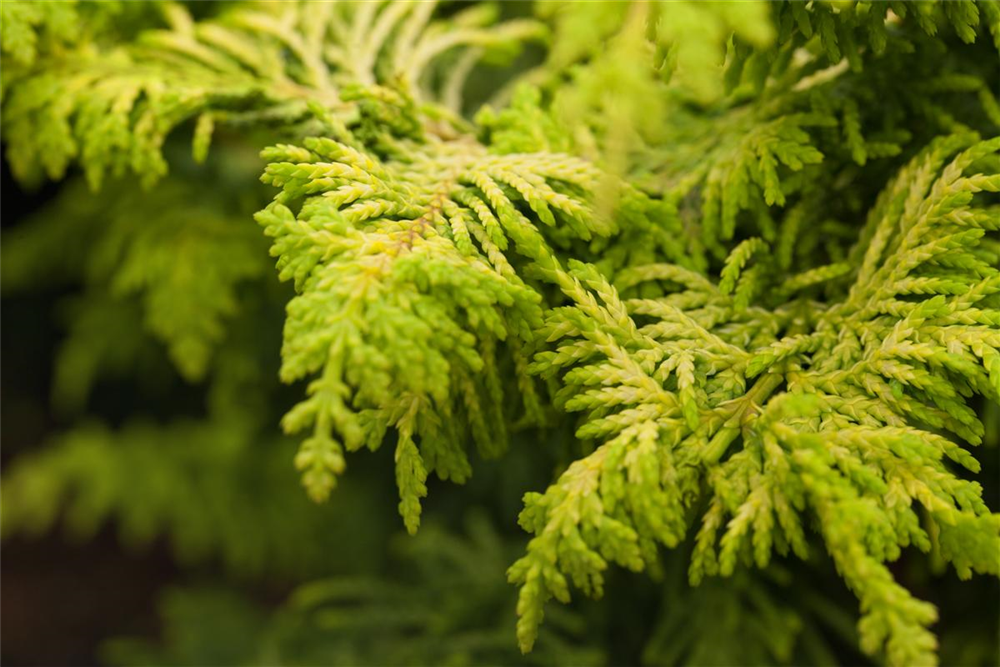 Scheinzypresse 'Fernspray Gold'