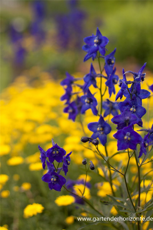 Delphinium x bellad.'Atlantis'