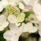 Rispenhortensie 'Magical Fire'®