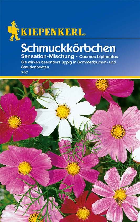 Fiederblättriges Schmuckkörbchen
