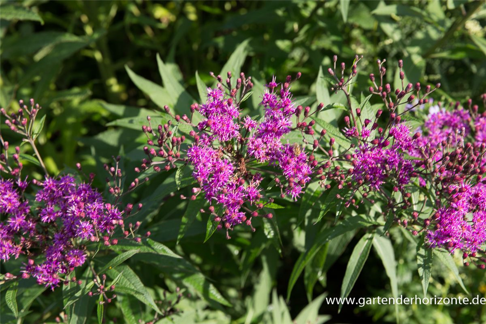 Arkansas-Scheinaster