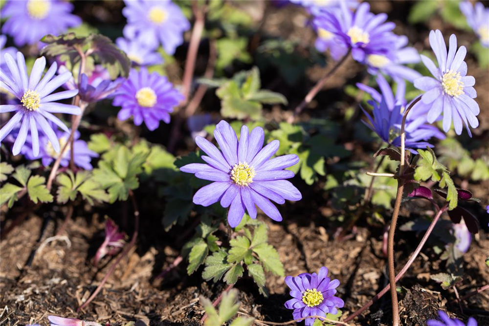 Garten-Strahlen-Windröschen 'Blue Shades'