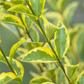 Goldliguster-Hecke
