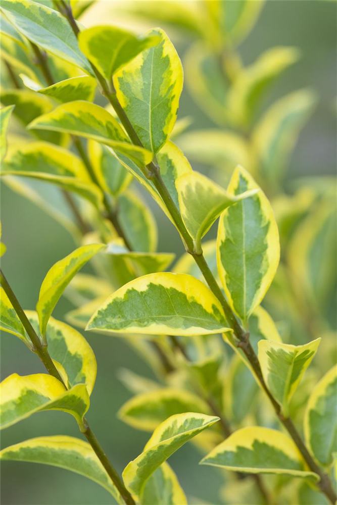 Goldliguster-Hecke