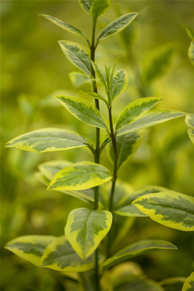 Goldliguster-Hecke