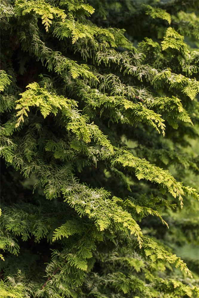 Scheinzypresse 'Fernspray Gold'