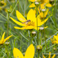 Coreopsis verticillata 'Zagreb'