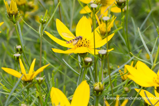 Coreopsis verticillata 'Zagreb'