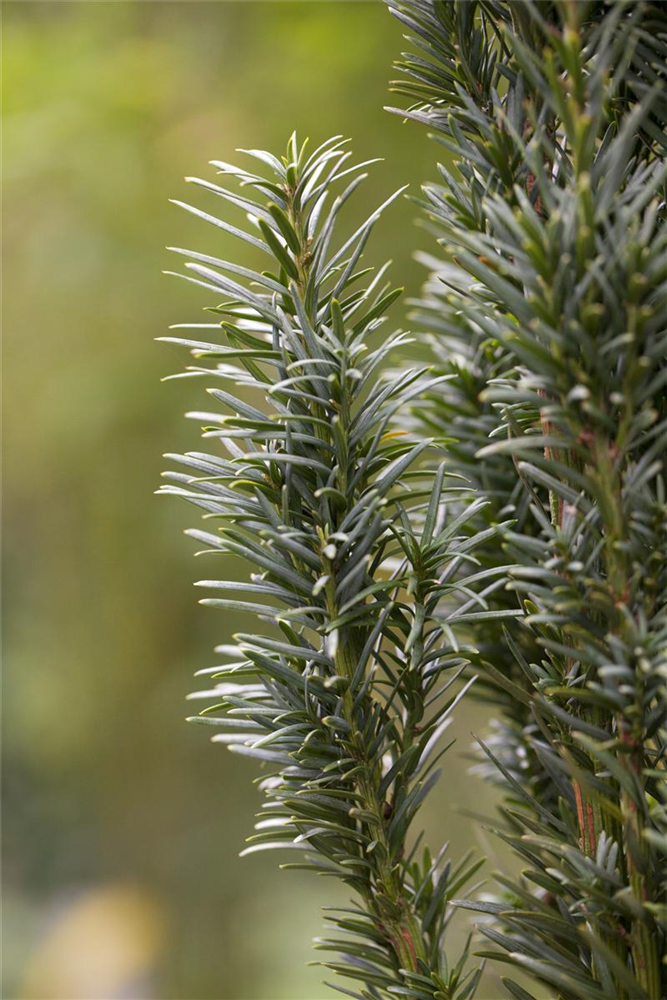 Schmale Säuleneibe 'Fastigiata Robusta'