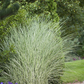 Garten-Chinaschilf