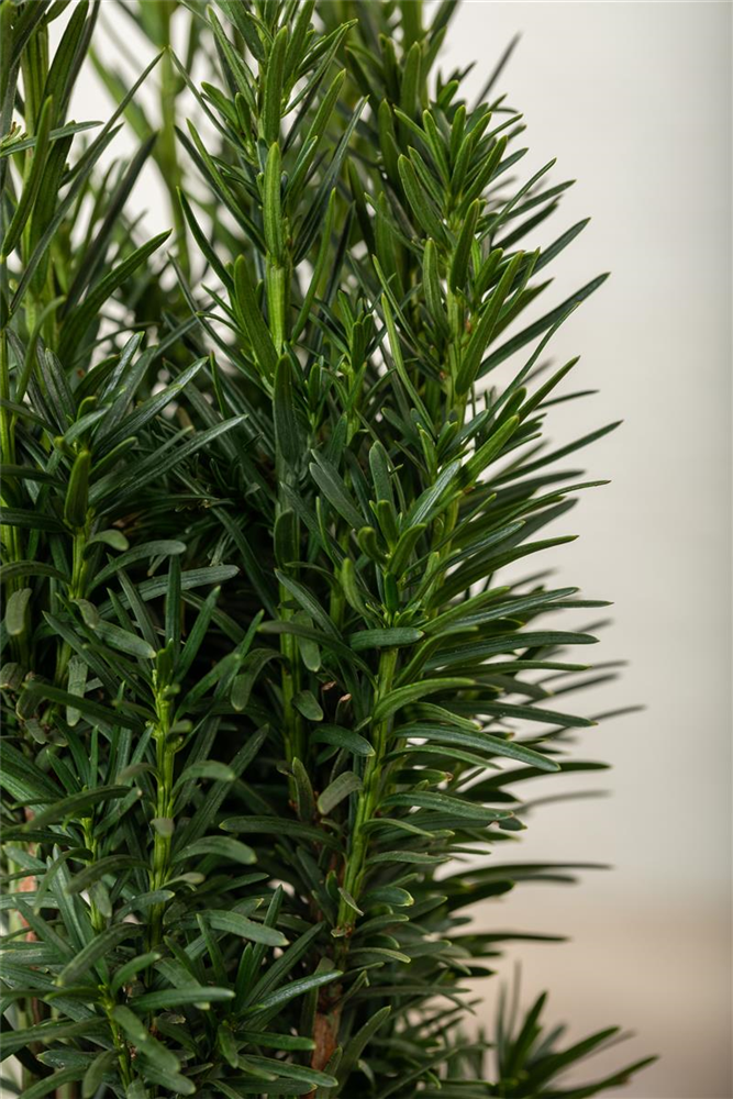 Schmale Säuleneibe 'Fastigiata Robusta'