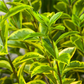 Goldliguster-Hecke