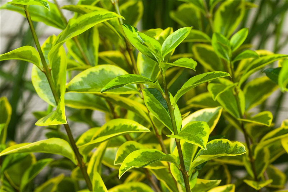 Goldliguster-Hecke