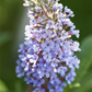 Schmetterlingsfieder BUZZ™ 'Sky Blue'®