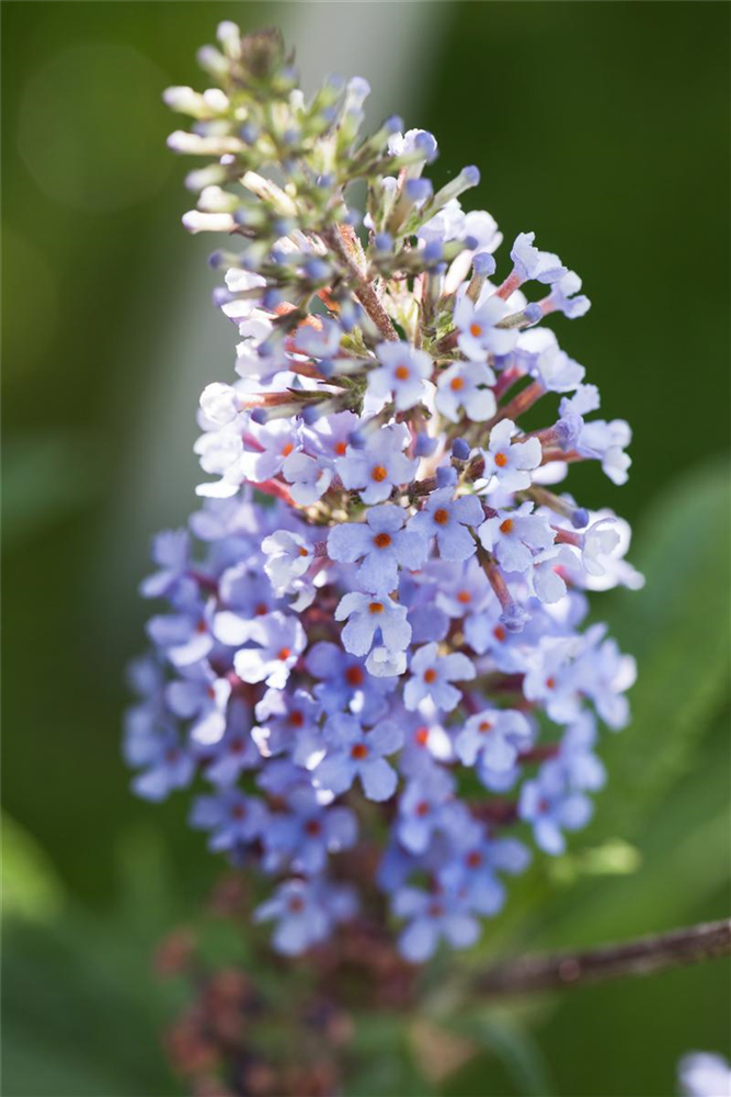 Schmetterlingsfieder BUZZ™ 'Sky Blue'®