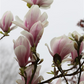 Tulpen-Magnolie