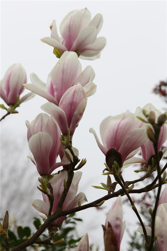Tulpen-Magnolie
