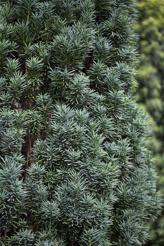 Schmale Säuleneibe 'Fastigiata Robusta'