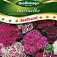 Bartnelkensamen