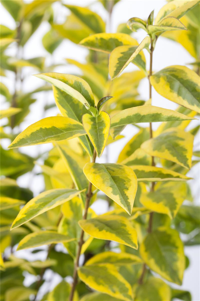 Goldliguster-Hecke