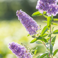 Schmetterlingsfieder BUZZ™ 'Sky Blue'®