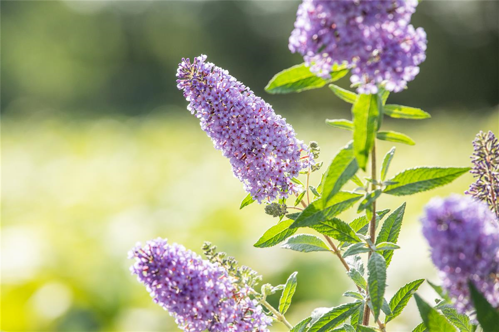Schmetterlingsfieder BUZZ™ 'Sky Blue'®