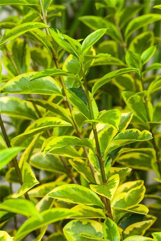 Goldliguster-Hecke